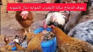 تربية الدجاج في المنزل اجي تشوف الدجاج كاياكل لانشوبا مشويه
