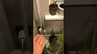 Как зимуют мои пальмы