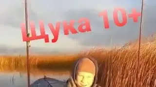 Хорошая 👍 Щука на жерлицу) Малой в шоке 🙀