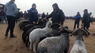 ARABI QUCHQOR NARXLARI QARSHI KARVON MOL BOZORIDA 24.11.2023