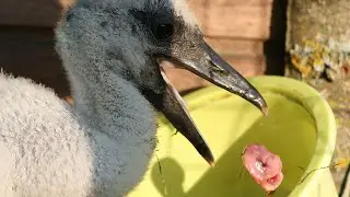 Аистенок Пятачок   19 дней   9июня  2023