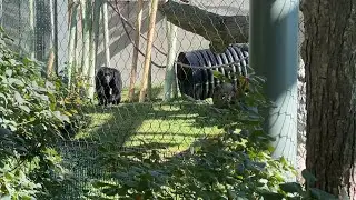 Meeting The Monkeys at The Zoo