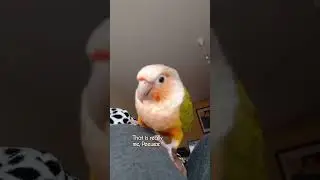 I'm pretty #bird #aviary #shortfeed