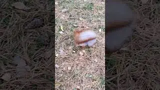 Белочка в парке 