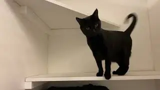 Luna Kitty Mail!