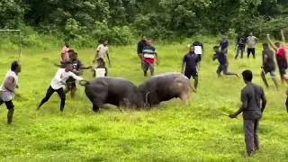 Bullfights Goa || Traditional Dhirio Sport ||