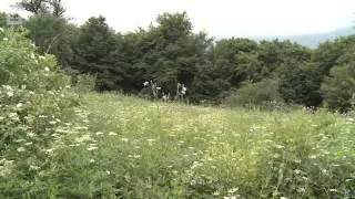 Bear Film WWF-Armenia (Armenian Version)