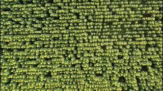 Raw Ayçiçeği Drone videosu.... Muziksiz Telifsiz kullanıma açık...