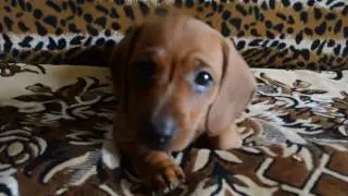 Маленький щенок таксы