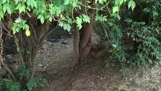 Dance for Mother Nature