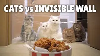 Cats vs Invisible Wall (ft. Chicken) | Kittisaurus