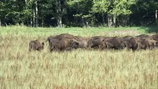 Зубры в  Беловежской пущи