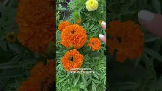 🌺Бархатцы Янтарь|Распродажа однолетников в Усадьба-Семена🌸семена по выгодным ценам