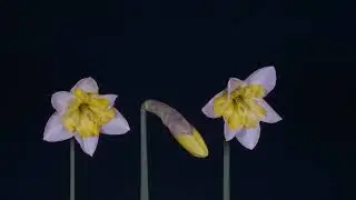 natural video, 19, daffodils