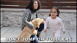 Help! My puppy is jumping on my toddler! - Teach your dog how stop jumping on toddlers