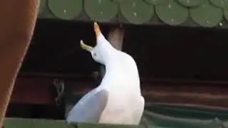 El origen del meme 