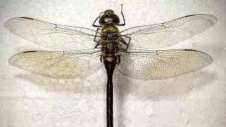 Dragonfly or Odonata Pinning Tutorial #shorts