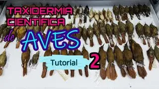 Taxidermia científica de AVES (Tutorial 2)