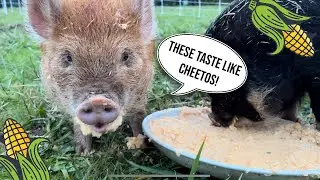 Piglets eat 10 pounds of PUMPKIN GRITS in 6 minutes.