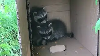 Cute Baby Trash Pandas