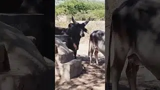 #cow