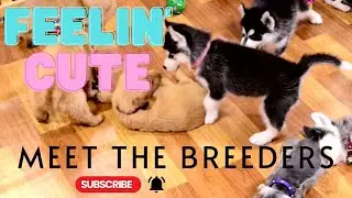 Take a tour of PupsLuv's beautiful Bichon, Cavalier, Dachshund, and Poodle moms and dads.