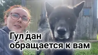 ‼️ Срочное обращение волкособа Гул'дана. Блокировка, замедление Ютуб, наш телеграм канал.