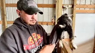 5 pound baby goat sick with coccidia | Tiny Herc has coccidia | New goat pasture progress 