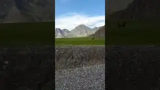 высоко в горах. Алтай