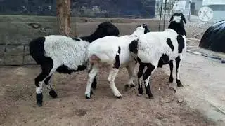 Кучкары, бараны , красивые бараны