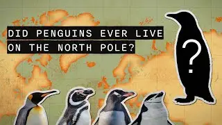 Why do penguins thrive at the North Pole instead of the South Pole?