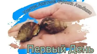 Первый День Улиток Ахатина Фулика Альбино в новом Доме🐌, знакомства с ними и имена💞