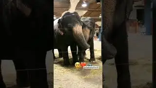 Ever seen elephants 🐘 hug 🫂 ? #elephants #hug #love