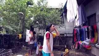 calamansi picking