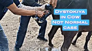 Dystokiya in cow#animal treatment# pashu upchar