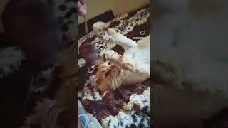 Шницель и Марсик играют 🐱 #cat #funnycats #коты #спасениекота