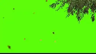 tree falling with plants green screen effect (chroma key)video.720p