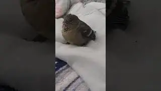 un pajarito