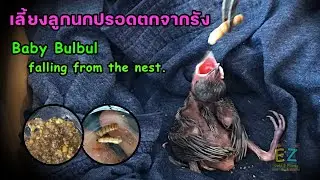 เลี้ยงลูกนกปรอดตกจากรัง Raising bulbul falling from the nest.