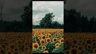 Обои на телефон./Asemok TV