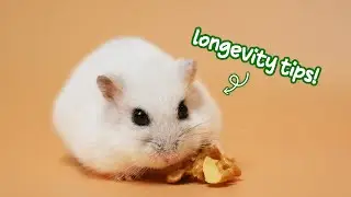 How to Make Hamster Live Longer