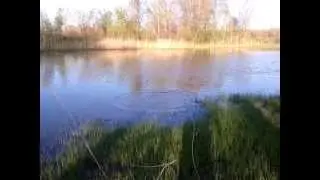 Карась приморский вольный.