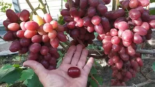 Виноградное Ассорти!!! часть 4