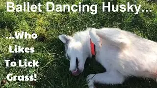 Husky Performs Ballet in the Garden! | Pirouetting Siberian Husky | Then licks grass!  Utter Nutter!
