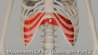 Movement of the Diaphragm- Part 2 (no commentary)