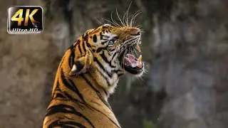 Ultimate Animals Collection Review in 4K 60FPS ULTRA HD