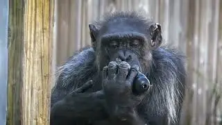 “When I’m 64” / Save the Chimps