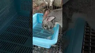 Bunny Nesting Time