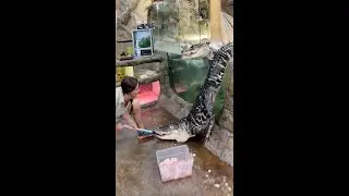 The Gator Escaped 😱