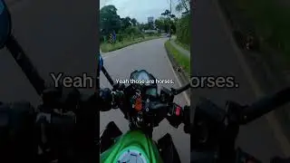 What're horses doing there? 😂 @RodMotorsBR